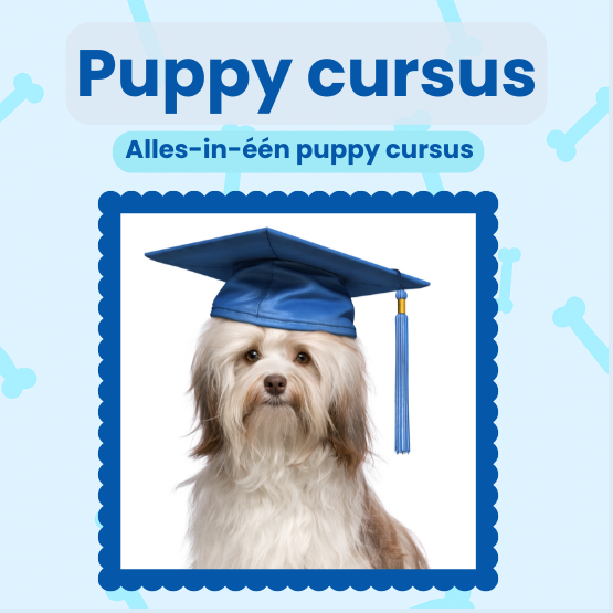 Online Puppy Cursus (Van pup tot volwassen hond)