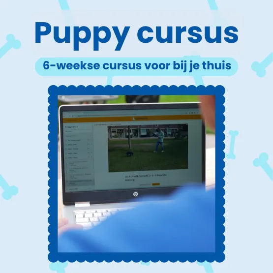 Online Puppy Cursus (Van pup tot volwassen hond)