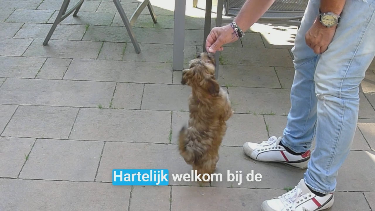 Video laden: Wat leer je in mijn 4 puppy boeken?